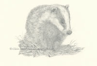 Badger
