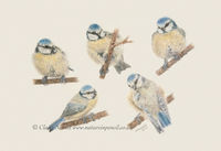Blue Tits