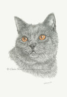 British Blue Cat