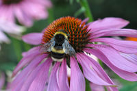 'Bumble Bee on Echinacea Flower'