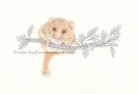 Dormouse