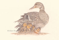 Female Mallard & Ducklings