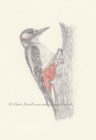 Great Spotted Woodpecker