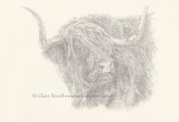 Highland Cow
