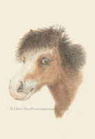 Miniature Pony - Kimi