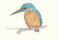 Kingfisher