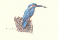 Kingfisher