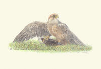 Lanner Falcon