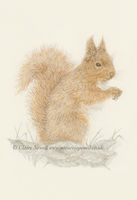 Red Squirrel