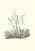 Snowdrops