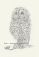 Tawny Owl