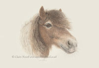 Miniature Pony - Tiff