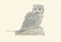 White Faced Scops Owl