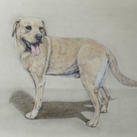 Bentley in Watercolour and Pencil