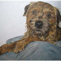 Border Terrier