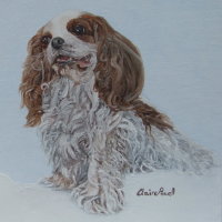 Cassie the King Charles Spaniel