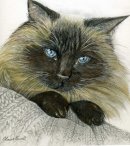 Daisy in Graphite and coloured pencil
