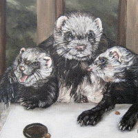 Ferrets