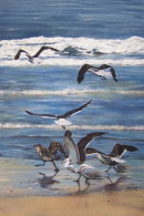 Freedom in Oils