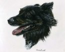 Gypsy in Oil pastels