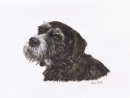 Lucy in Oil Pastels