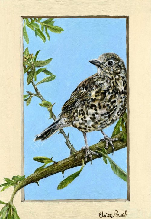 Mistle Thrush in Oil Pastel