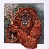 Careful, it was a jungle out there Orangatan