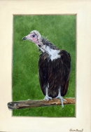 Vinnie the Vulture
