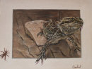 Bearded Dragon