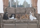 King Charles Spaniels, in oils and oil pastels