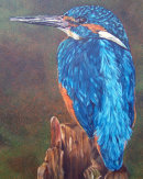 Kingfisher in Oils
