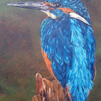 Kingfisher
