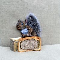 Melton squirrel