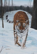 Siberian Tiger