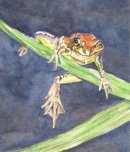 Wot! Frog in watercolour