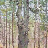 A Beech amongst Pines
