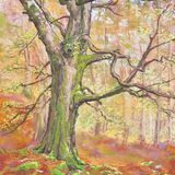 Autumn Beech