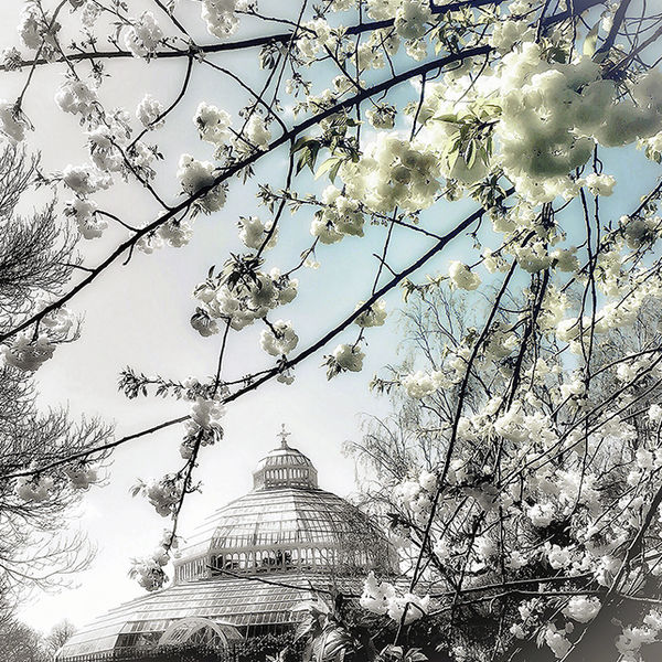 Sefton Park Palm House - Liverpool