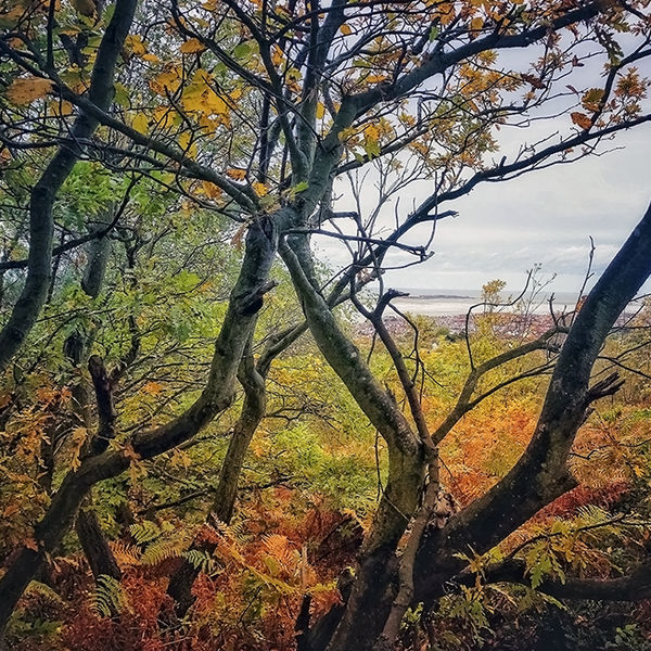 An Autumn Hilbre Island from Caldy Hill, Wirral