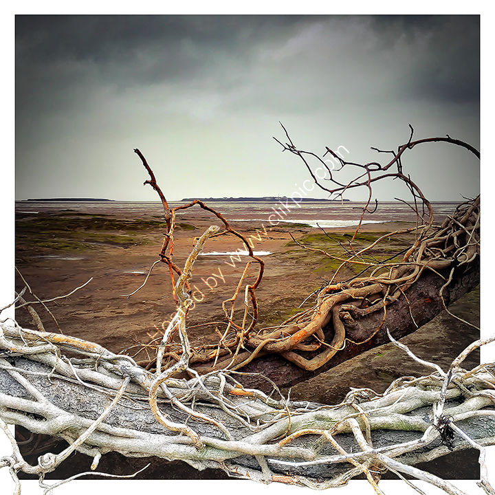 Adrift Again - Hilbre Island