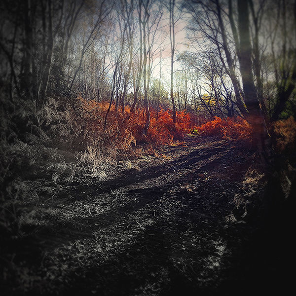 Long Shadows, Caldy Hill, Wirral