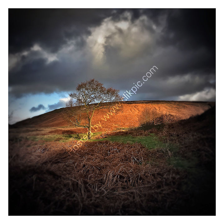 The December Tree