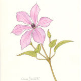 Clematis Margaret Hunt