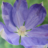 Clematis Mrs Cholmondeley