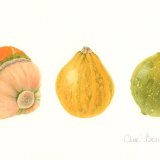 Ornamental Gourds