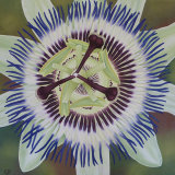 Passionflower