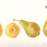 Pears Williams and Conference