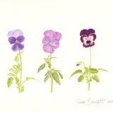 Violas Beconsfield, Lavender Vein, Phantom