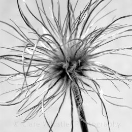 Seedhead 2