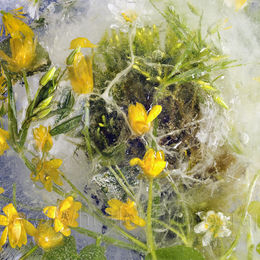 The Small Celandine 2